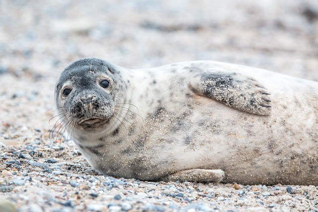 grey seal, sand, beach