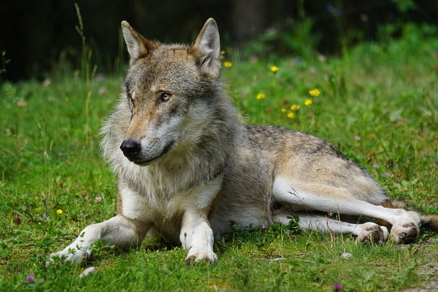 wolf, predator, pack animal