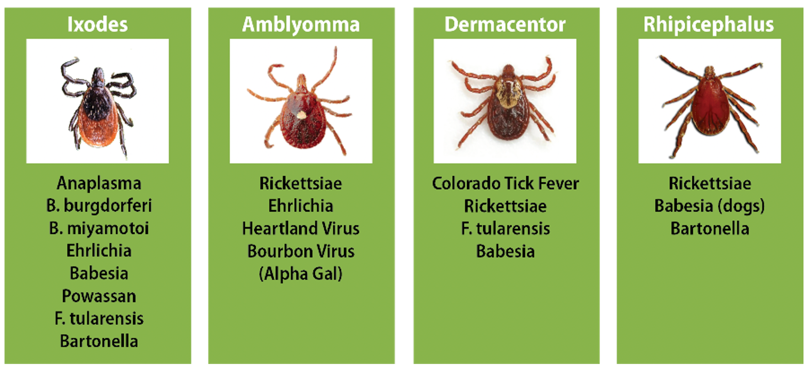 Tick Predators Unveiled Exploring the Fascinating Relationship Between