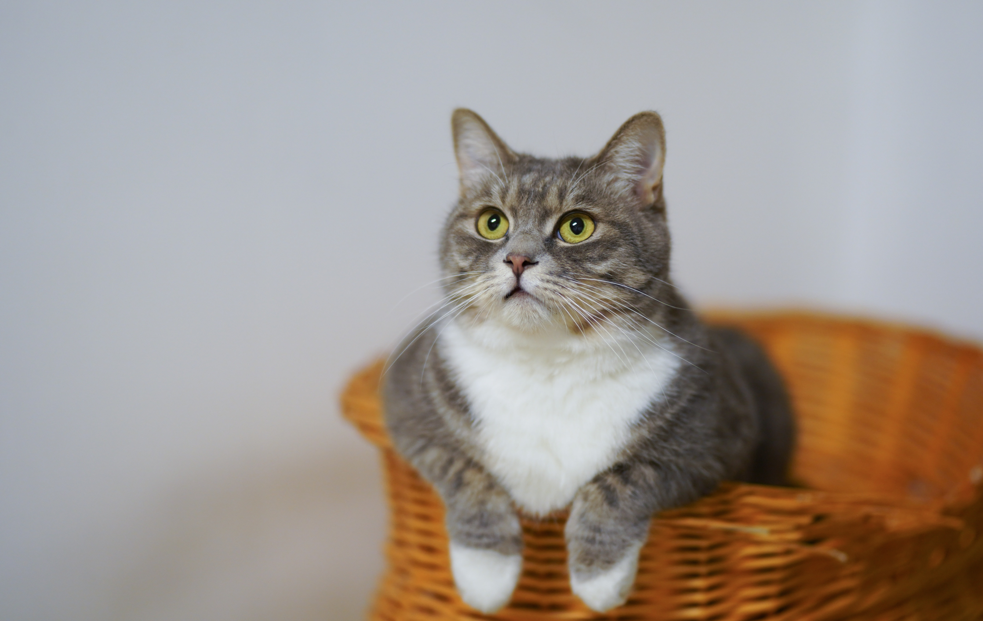 Souce: https://www.pexels.com/photo/european-shorthair-cat-on-a-woven-basket-1543793/