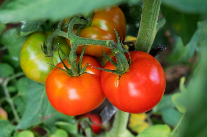 Determinant or Indeterminant Tomatoes?