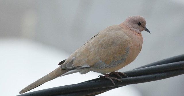 bird, nature, wildlife