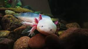 Leucistic Axolotl: Info & Care Guide for Beginners (with Pictures) | Pet  Keen