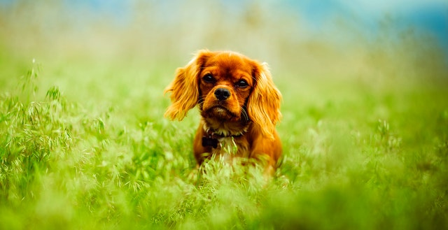 is snake plant poisonous to dogs