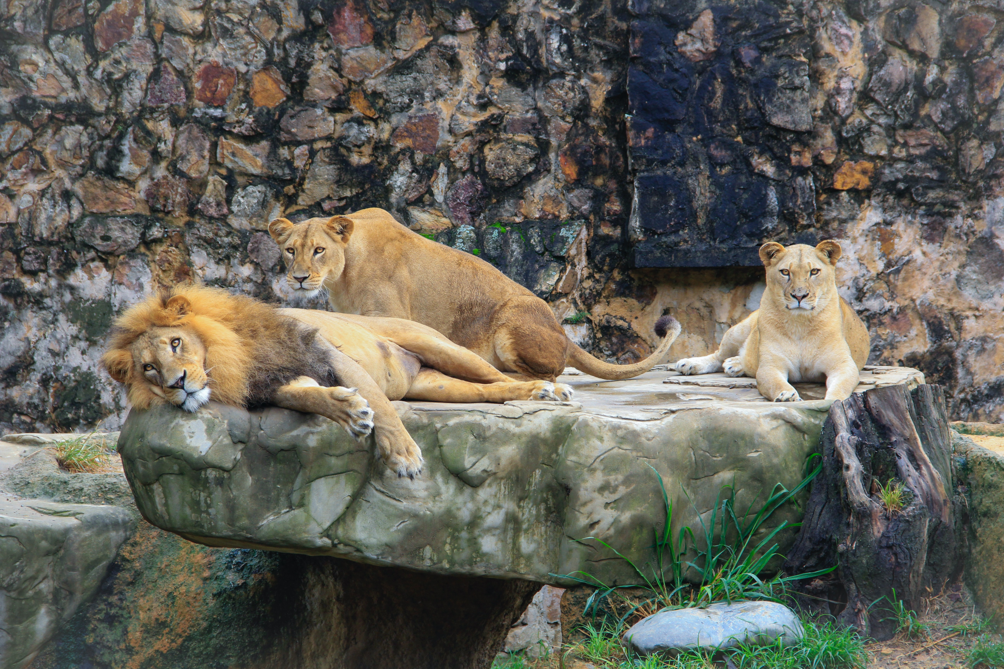 African Lions in a naturalistic enclosure