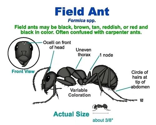 An image of a field ant (Formica)