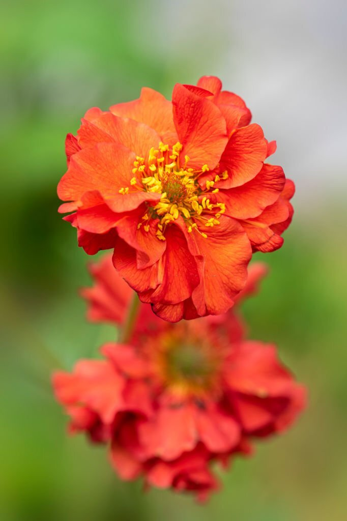 Geum