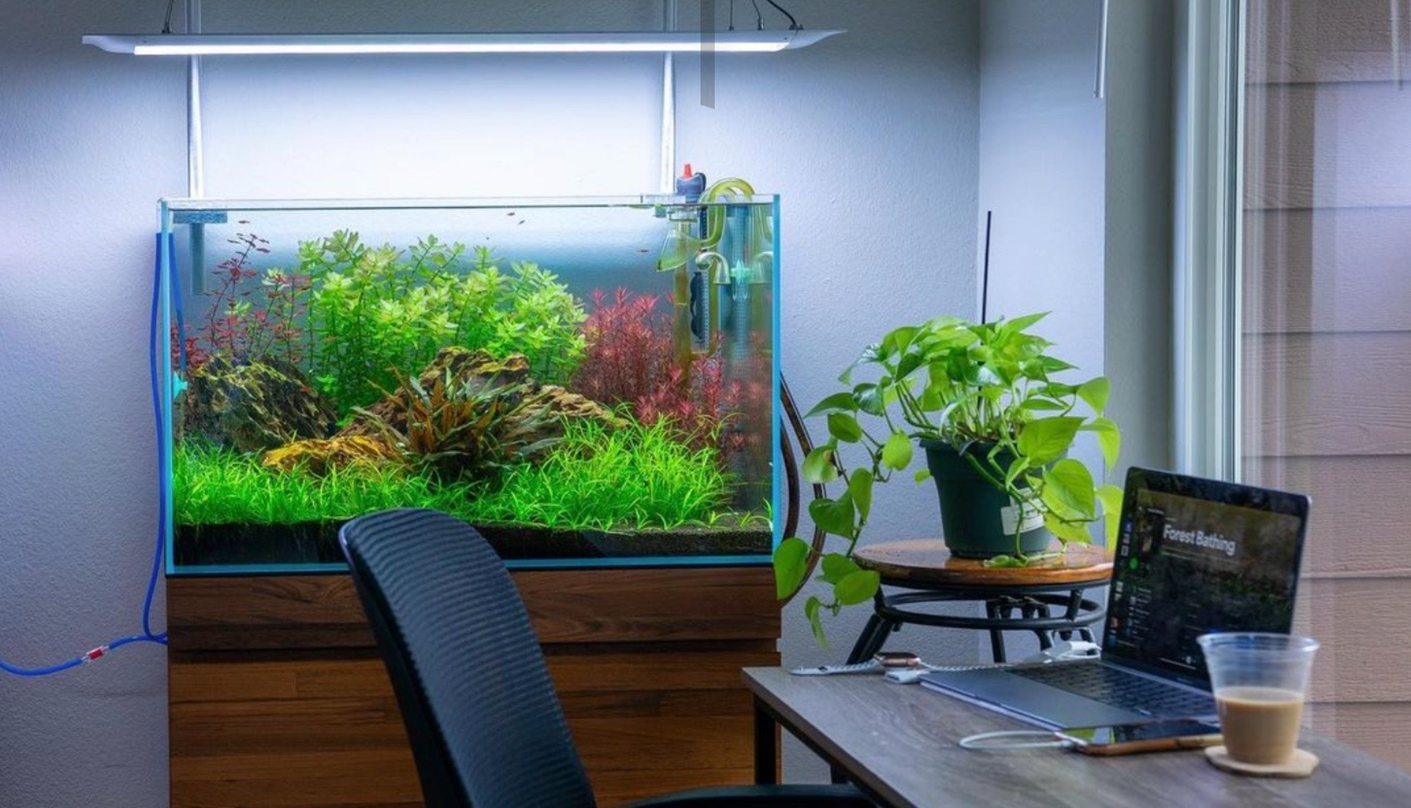 Pair CO2 with adequate light