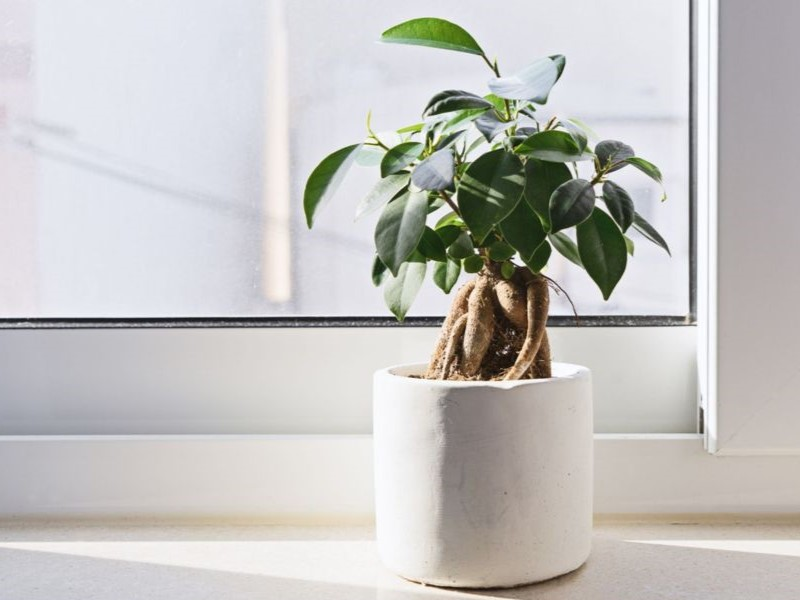 Indoor Bonsai on windowsill 