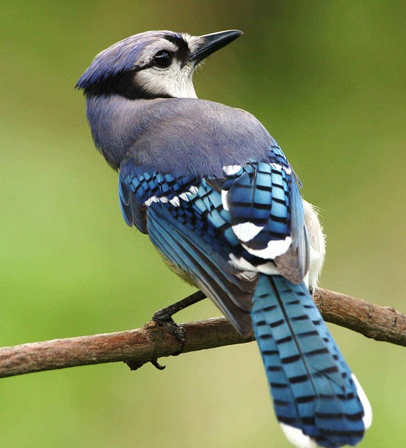 bird, blue, jay