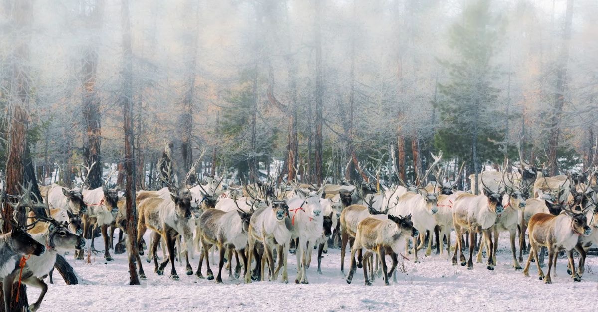 Khuvsgul Lake Reindeers Tsaatan nomad