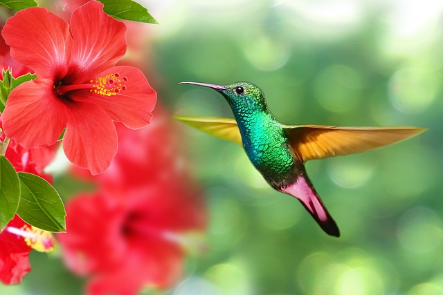 hummingbird, bird, hibiscus