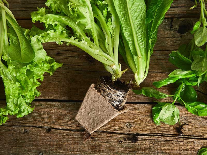 Harvesting and Enjoying Your Lettuce