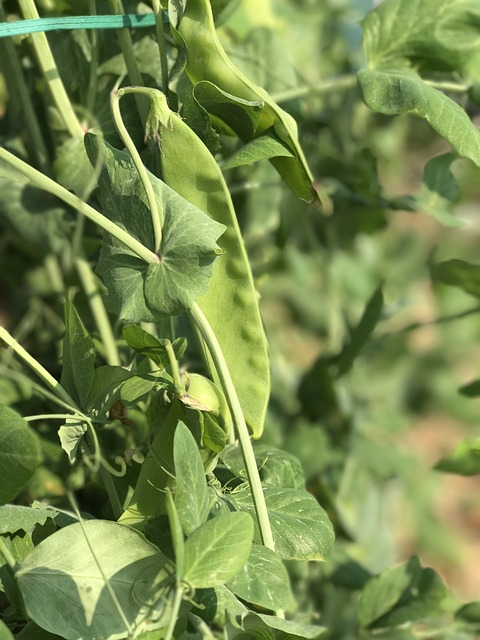 pea, bean, green