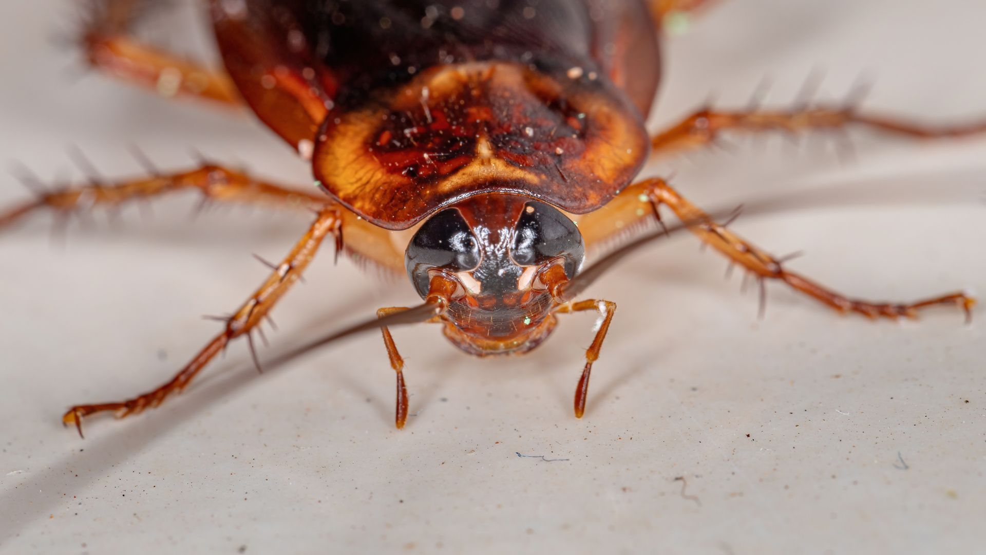 An close-up image of the head of an American cockroach.