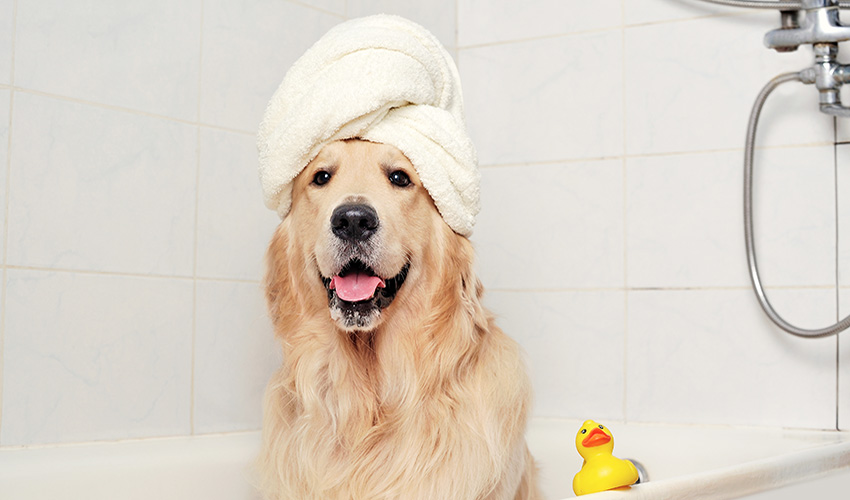 Dog Loves Bath, dogs, bath time