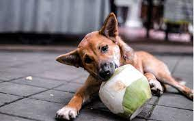 c5e6f872 d4a5 4a10 a1de 3f70f1c6a447 Can Dogs Eat Coconut? How to Feed It to Your Dog Safely