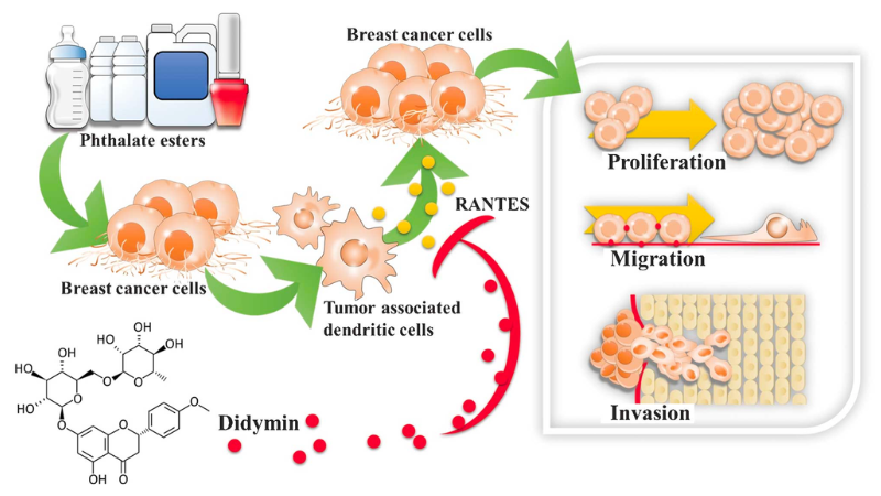 Didymin reverses phthalate ester-associated breast cancer aggravation