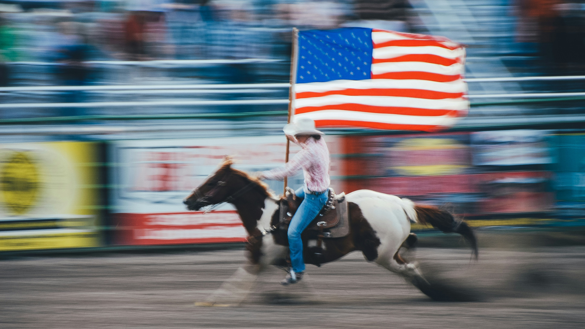American paint horse.