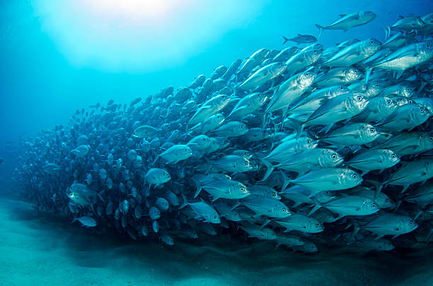 a school of fish