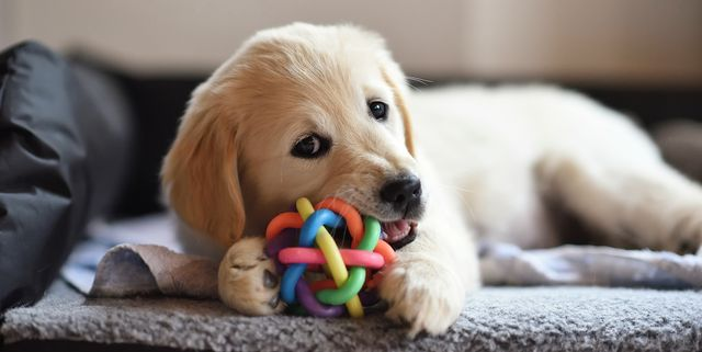 Discovering the Joy of Dog Toys – The Dogs Stuff