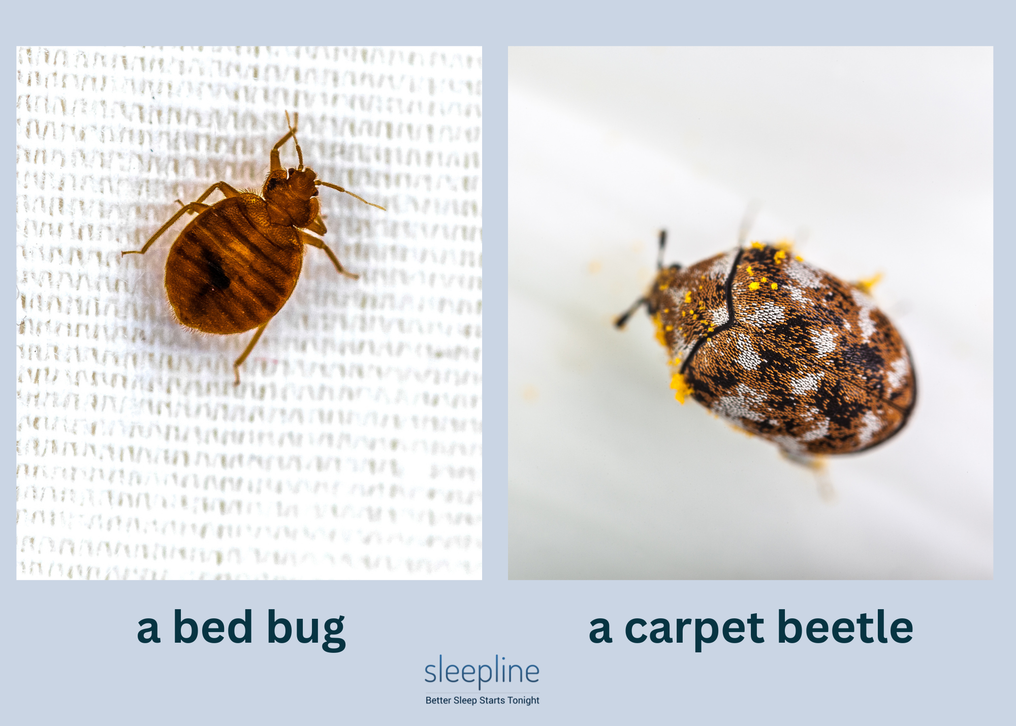 Bed bugs compared to carpet beetles