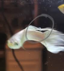 behavior - Clear bubble forming on guppy fin - Pets Stack Exchange