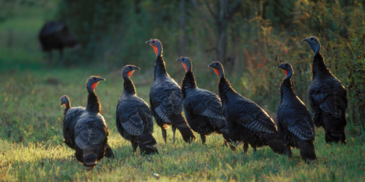 interesting animals in tennessee