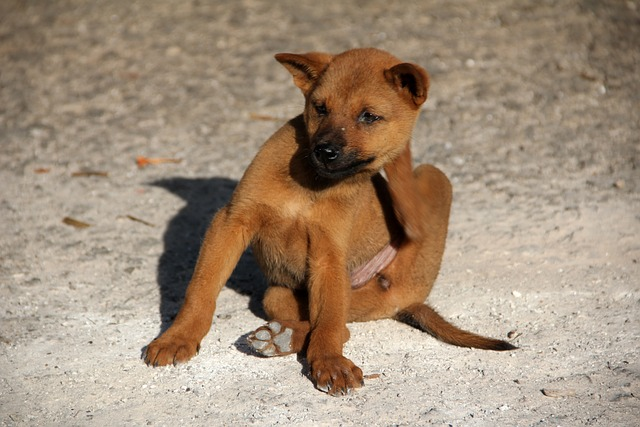 dog, flea, scratch,dog's hair