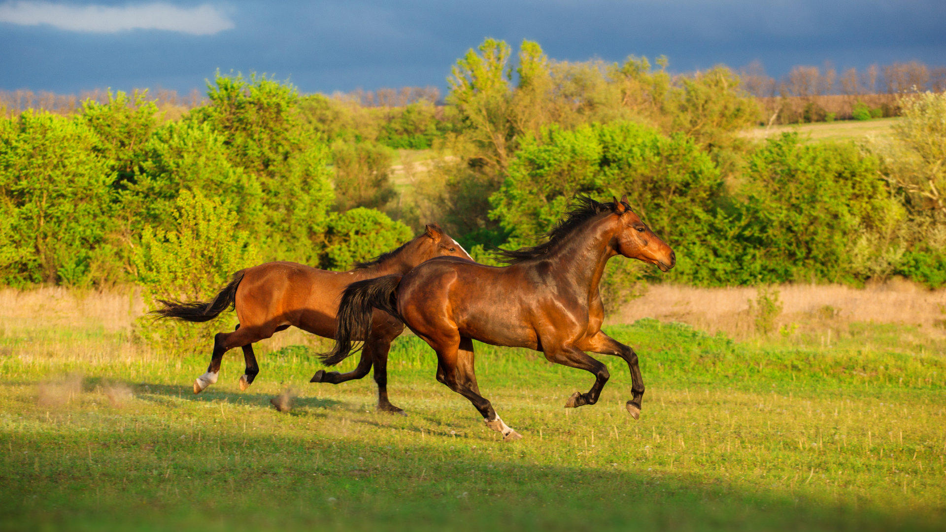 horse, nature, purebred