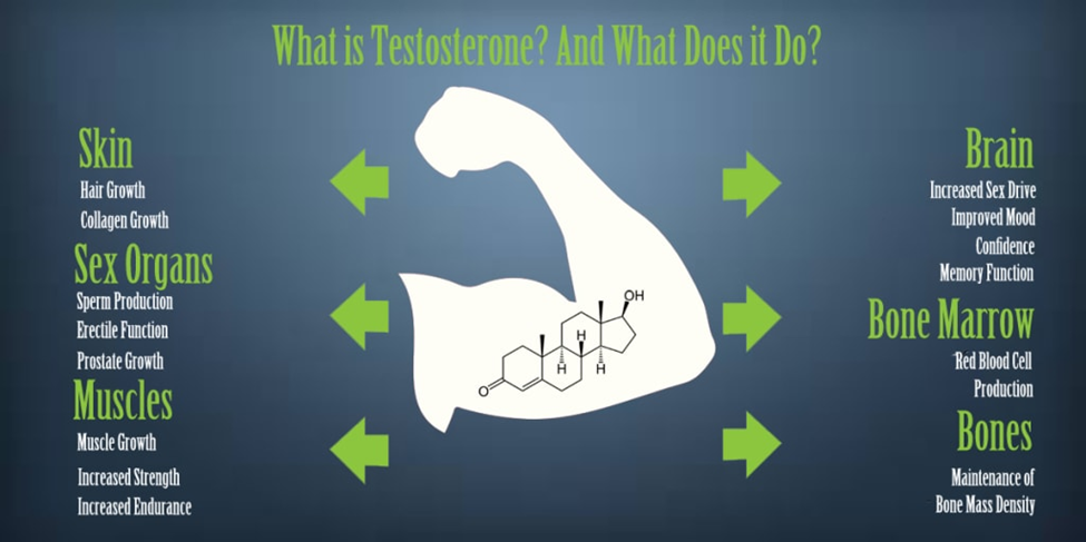 what is testosterone and what does testosterone do