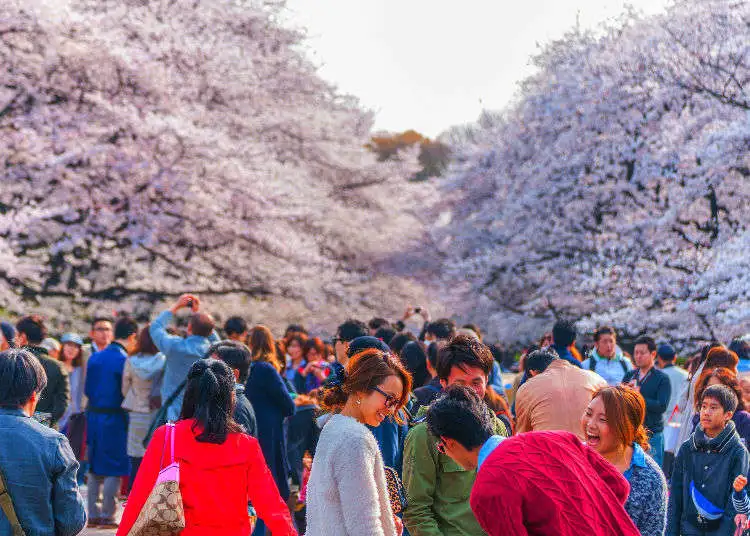 Cherry Blossom Festivals in Japan