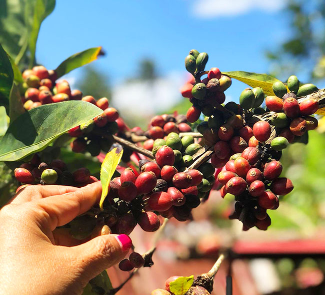 These coffee cherries are known for being processed naturally. | Photo from Benguet Arabica Coffee