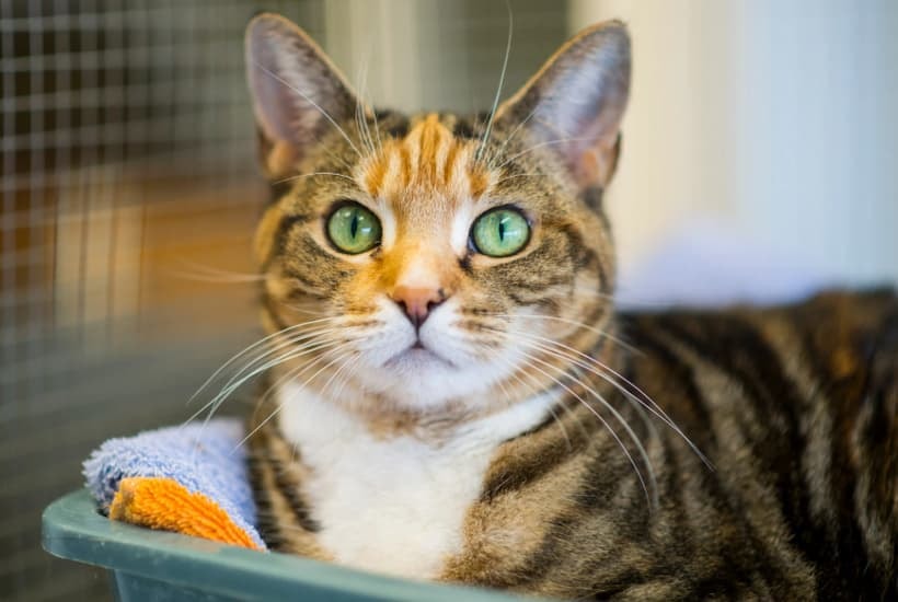 how to start an animal rescue with no money