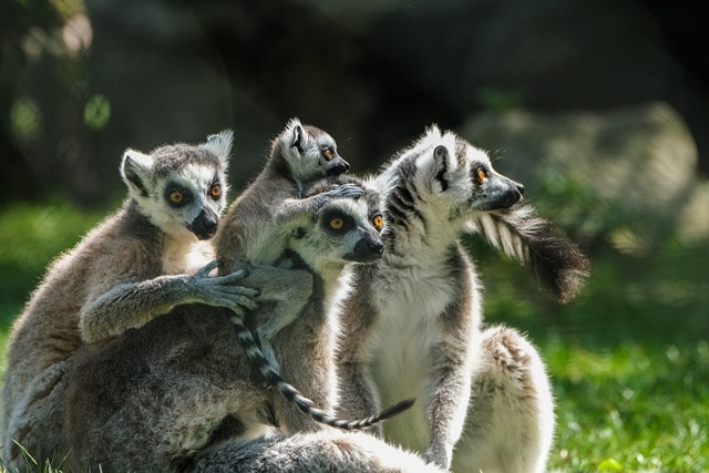 ring tailed lemur, lemur, group, cub, mammals, animals, puppy, baby lemur, wildlife, nature, lemur, lemur, group, group, group, group, group