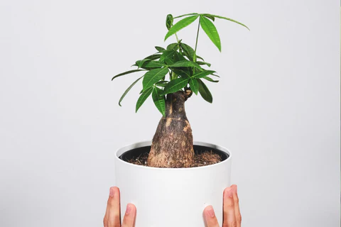 Caring for Your Feng Shui Plants