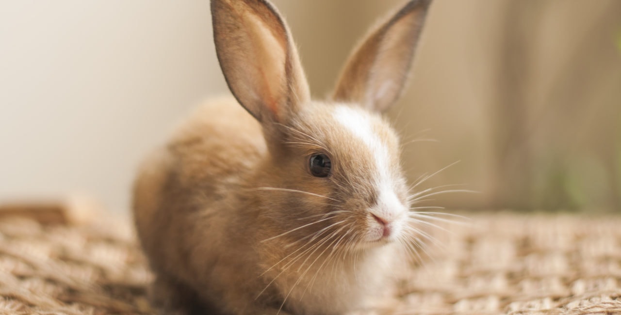 Raising an Orphaned Baby Rabbit