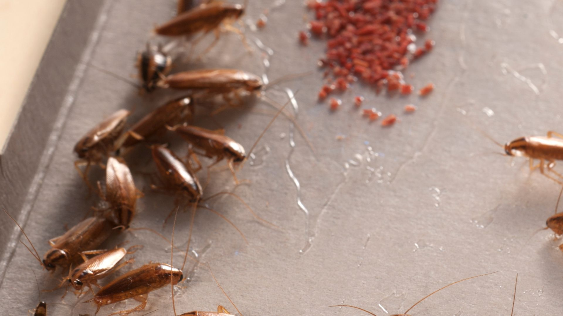 An image cockroaches who became trapped on a glueboard after being attracted to food bait.