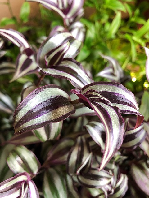 wandering jew, houseplant, plant