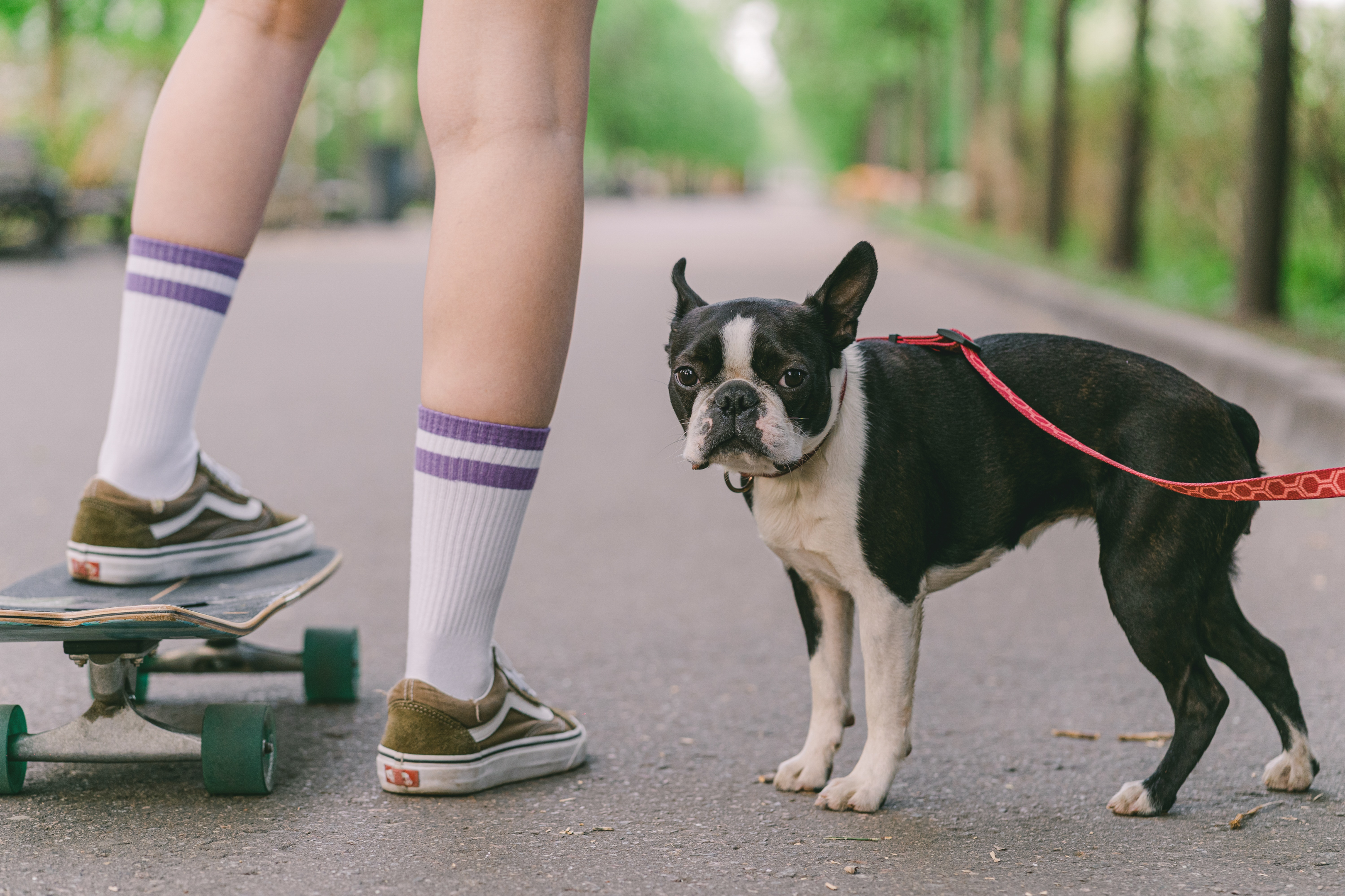 A senior Boston Terrier out for a walk.