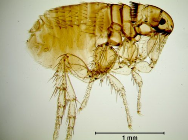 what do fleas look like to the human eye