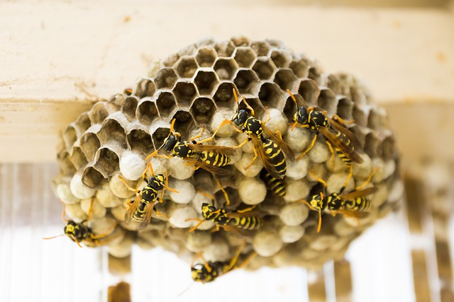 wasp nest, wasps, honeycomb