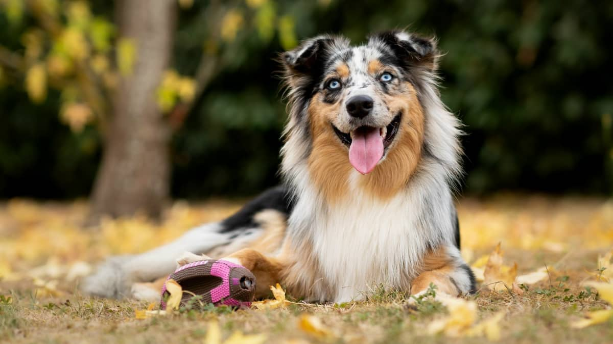  shepherd dogs