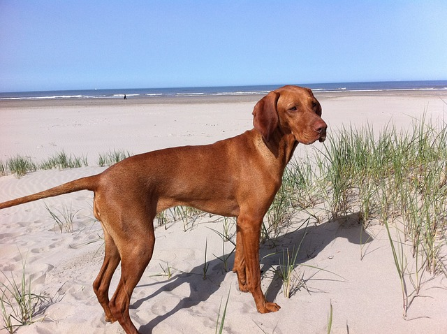 vizsla, beach, dog