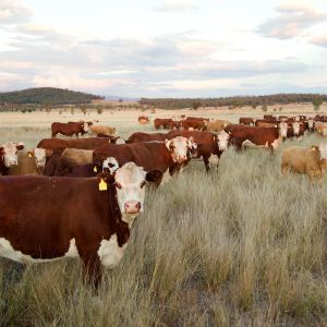 Picture of cows in field, high quality protein