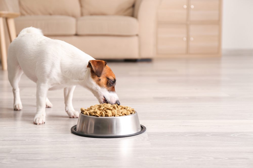 Purchasing and Storing Pet Food