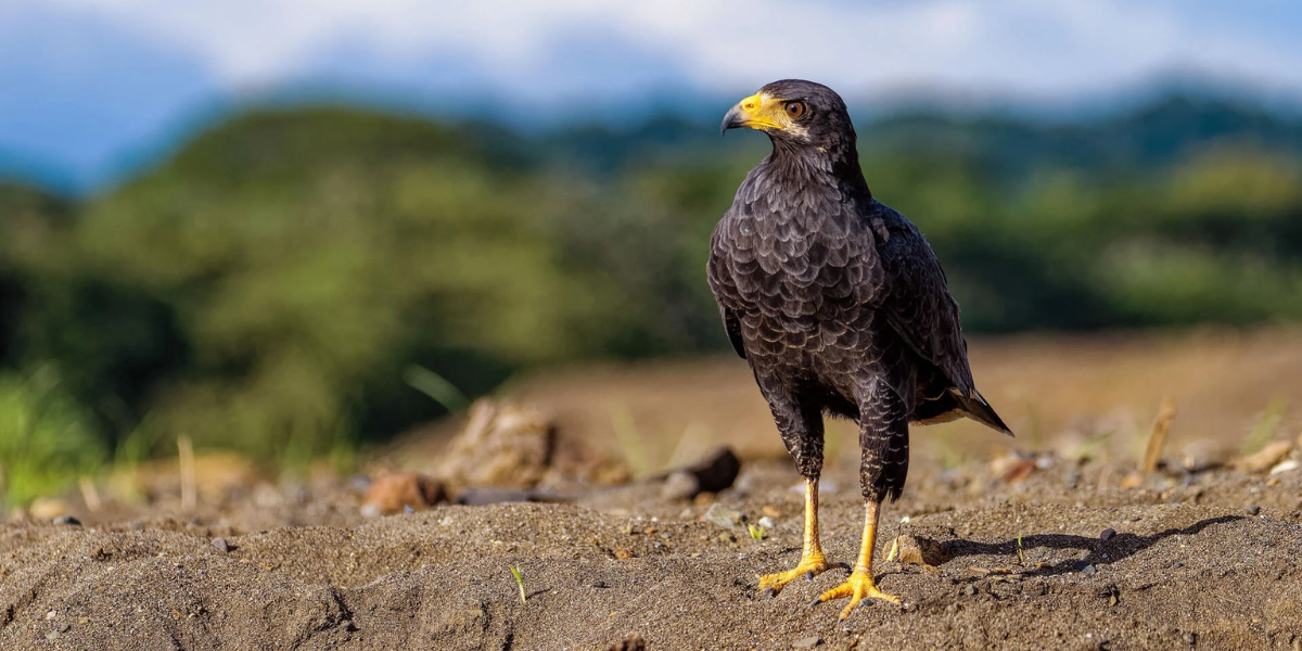 interesting animals in guatemala