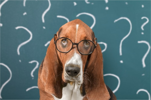 A bloodhound wearing glasses with question marks around him