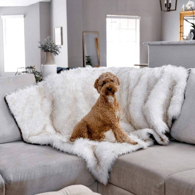 A curly-haired dog sits on a white, fluffy blanket covering a couch, demonstrating How to Keep Dog Blankets Clean