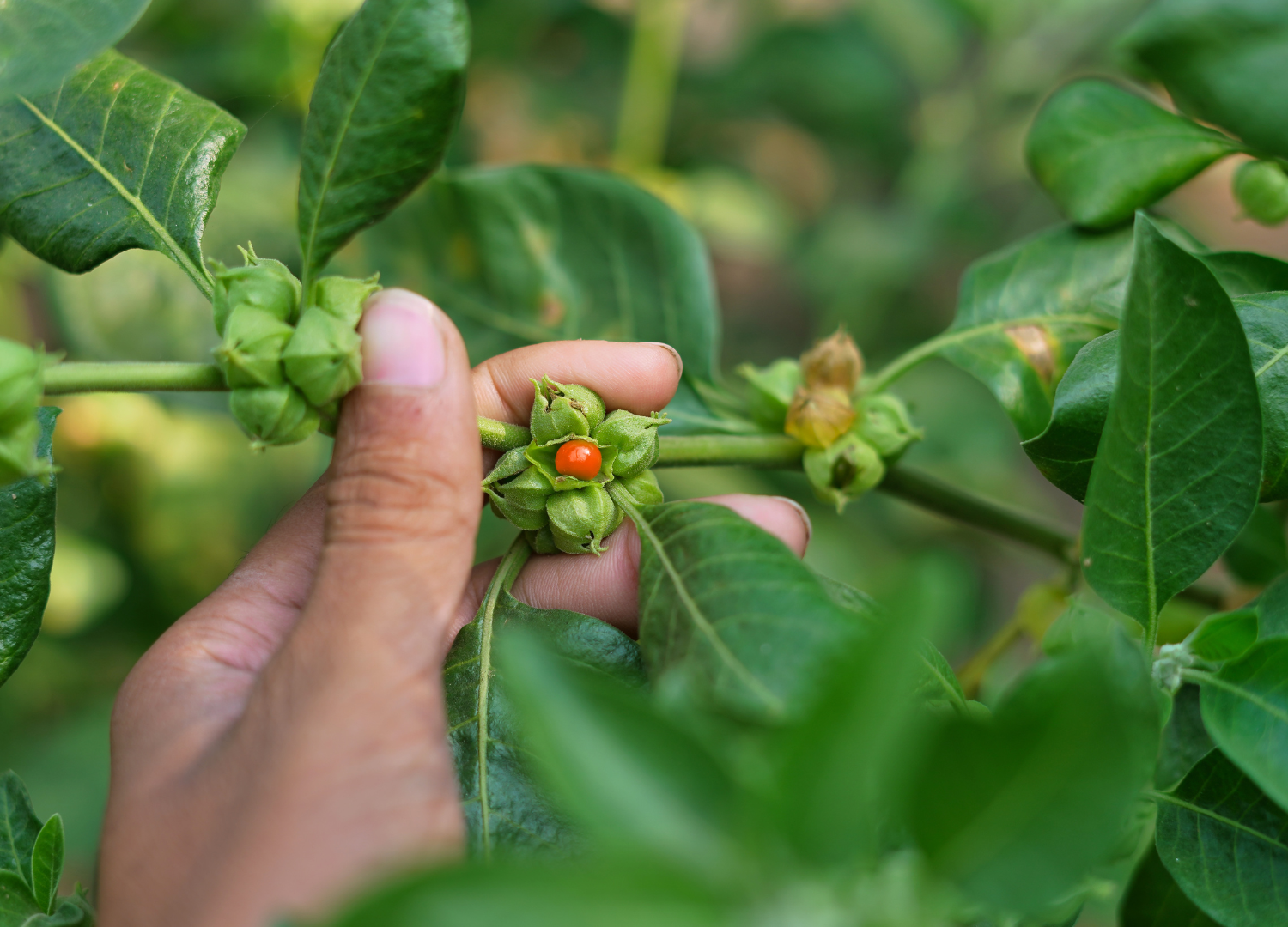 Ashwagandha and testosterone